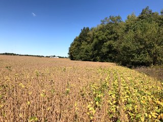 Property photo 18 - FARM AUCTION - 40+/- ACRES IN 3 TRACTS IN ST. JOSEPH CO., INDIANA